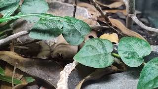 Dekays brown snake breeding [upl. by Susejedairam]