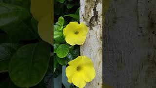 Allamanda plant Yellowshotrs flowers nature 🌿🌸 [upl. by Ennovy]