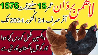 Lohmann Brown Ready to egg laying Hen  Poultry Ideas [upl. by Annahtur]