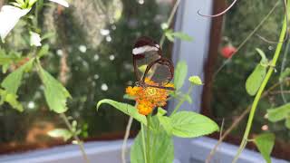 Small Postman and Glasswings in Summer  Tropical Butterflies UK [upl. by Tenney]