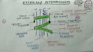 Extensor Retinaculum of Leg  Lower Limb Anatomy  TCML Anatomy [upl. by Dareen494]