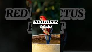 quotRed Eclectus Parrot The Most Beautiful and Intelligent Parrot You’ve Never youtubeshorts birds [upl. by Yellah392]