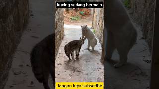 KUCING BERANTEM Kucingberantem kucinglucu funnycat [upl. by Mychael363]