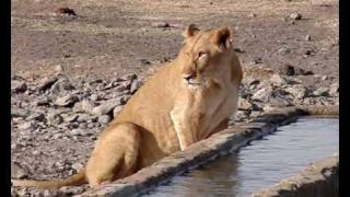 Ol Pejeta Conservancy Sweetwaters Kenya 22 [upl. by Musetta]