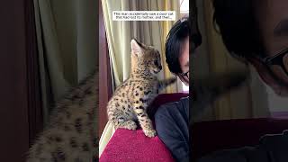 This man rescued a poor serval cat and then serval cat short [upl. by Smoht]