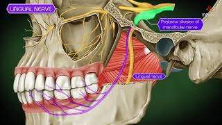 Lingual nerve Gross anatomy Animation  Anatomy of head and neck [upl. by Melburn2]