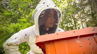 HONEY BEE SWARM In Flight Lets Get Them To Land [upl. by Nnaaihtnyc]