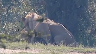 Male Lions Mating In Kruger National ParkWith Each Other  Kruger Park Sightings [upl. by Davenport]