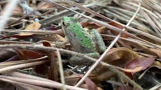 Acris crepitans  Rana grillo norteña  Northern cricket frog [upl. by Yblok751]