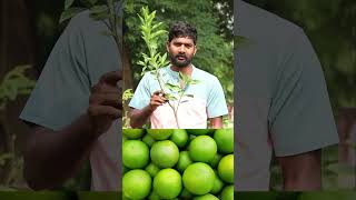 King Batthai Plants  Mosambi Plants  Fruit Plants In Telugu  Ashok Chakra Nursery  Kadiyam Abbai [upl. by Popper]