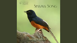 Song of the Whiterumped Shama [upl. by Nehtiek]