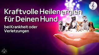 Heilenergien für Hunde 🙌🏼  Immunsystem amp Selbstheilungskräfte stärken  Kranker Hund  Verletzungen [upl. by Osbourn]