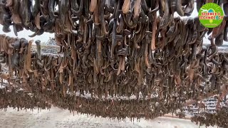 Amazing and Incredible Leech Farming in China Largest Leech Farm in the World Modern Agriculture [upl. by Cadal598]