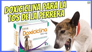 🔴 ¿PARA QUÉ SIRVE LA DOXICICLINA EN PERROS CON TOS DE LAS PERRERAS 🔴 [upl. by Ecilahs754]