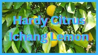 Hardy Citrus Ichang Lemon 🍋 [upl. by Vedetta]