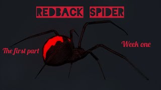 Redback spiders Latrodectus hasselti [upl. by Rakia]