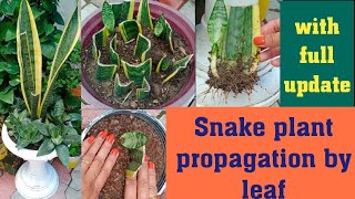 Propogation of snake plant by leaf with full updatemother in laws tongue sansevieria [upl. by Anaek]