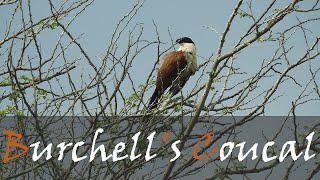 Burchells Coucal Centropus burchellii Bird Call Video  Liquid Bird Call  Stories Of The Kruger [upl. by Tallie575]