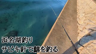 【浜名湖釣り】🎣最新釣り情報📢とある漁港で鯵が…サビキ仕掛けで鱚が釣れる⁉ [upl. by Nalra]