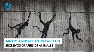 Banksy sorprende en Londres con sucesivos grafitis de animales [upl. by Enyawal]