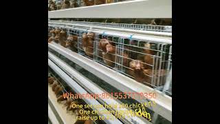 Automatic Type A Layer Chicken Cage System For 20000 Laying Hens Modern Chicken Farm  AZ Service [upl. by Sellig]