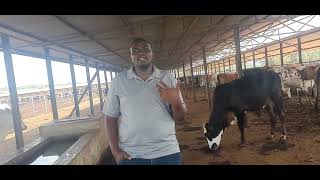 Short comparison of feedlots and Dairy Farming [upl. by Novyart]