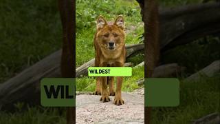 Meet the Dhole The Whistling Hunter You’ve Never Heard Of factshorts wildlifefacts [upl. by Zurc307]