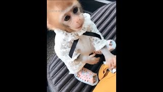 The pocket monkey Huahua acts like a spoiled brat  Cute animals video [upl. by Eleda]