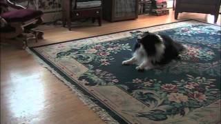 Shetland Sheepdog  Snack Time Song [upl. by Ecirtram]