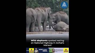 Wild elephants spotted resting on National Highway in Jorhats Mariani [upl. by Anes]