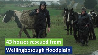 43 horses rescued from Wellingborough floodplain [upl. by Rotberg]