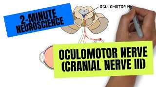 2Minute Neuroscience Oculomotor Nerve Cranial Nerve III [upl. by Soalokcin137]