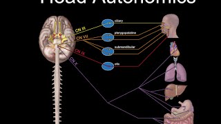 Cranial Nerves and Autonomics [upl. by Pedrotti]