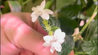 Grow year round fragrance with Arabian Jasmine Pikake plants How too [upl. by Aldarcie476]