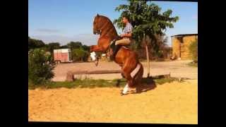 DRESSAGE CHEVAUX IBERIQUE  FRED TREILLET [upl. by Aineg99]