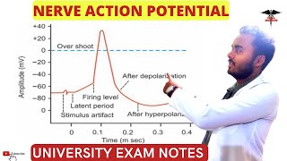 Nerve Action Potential  Saltatory Conduction  CNS Physiology [upl. by Aneev861]