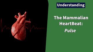 The Mammalian Heart Beat Pulse [upl. by Mendy]