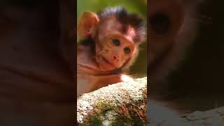 Ep290 Adorable Monkeys Doing Funny Things for Attention [upl. by Goldfarb]