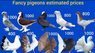 Pakistan fancy pigeon price 2024 22 july [upl. by Neufer]