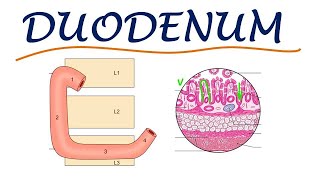 Chp20  Anatomy of DUODENUM  BDC Vol2  Abdomen Anatomy  Dr Asif Lectures [upl. by Shermy287]