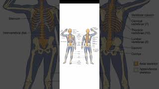 Axial and appendicular skeleton humananatomy skeletal bones [upl. by Aset]