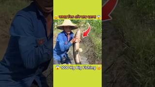 কাদার নিচে একি মাছ ধরলো 😲  1000 Kg Big Fish Hunting shorts fishing fish facts mayajaal viral [upl. by Buchalter510]