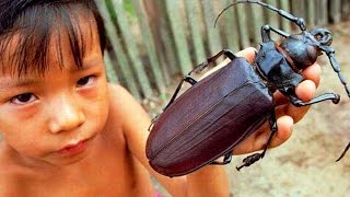 10 Insectos Que No Creerás Que Existen [upl. by Naillil]