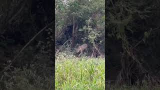 Rugidos de Yaguareté en el Pantanal Brasil [upl. by Sonny]