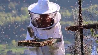 INCROYABLE 15000 abeilles quittent la ruche La Marmotte Bleue TV [upl. by Fording]