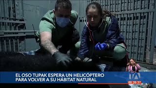 Autoridades piden al Gobierno apoyo para reinsertar a Tupak un oso andino a su hábitat natural [upl. by Batruk]