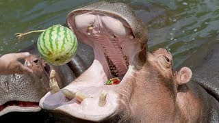 Hippo poops and splash all over and eating watermelon with one bite Wild Animal Documentary [upl. by Ajam]