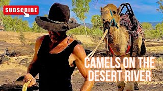 Camels on the desert river Central Australia [upl. by Tannenwald439]