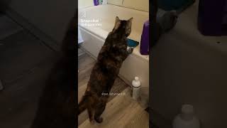 Vidéo drôle de chat [upl. by Elane635]