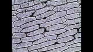 Onion Skin Epidermal Cells How to Prepare a Wet Mount Microscope Slide [upl. by Trebmer]